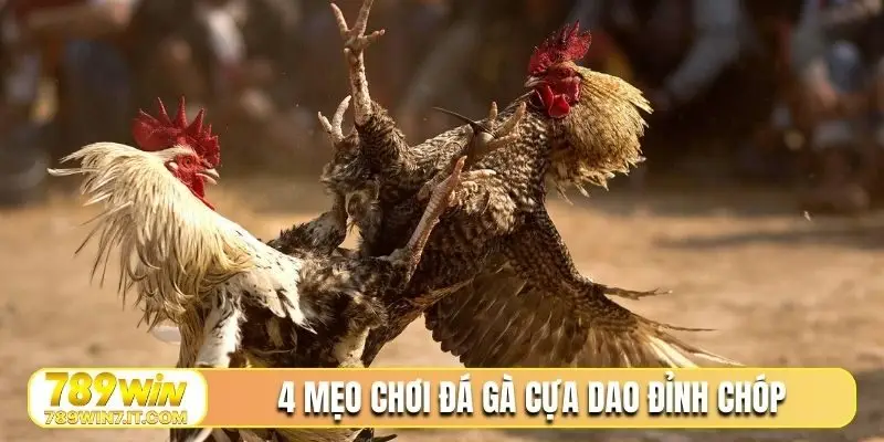 4 mẹo chơi đá gà cựa dao đỉnh chóp