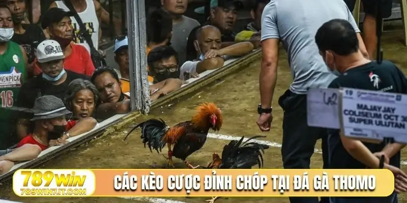 Các kèo cược đỉnh chóp tại đá gà thomo