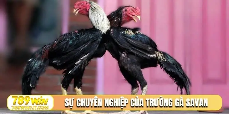 Sự chuyên nghiệp có đầu tư của trường gà Savan